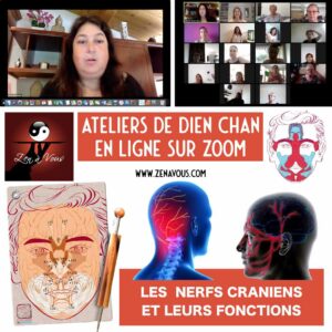 Atelier Zoom 017 « Les Nerfs Crâniens et leurs Fonctions »